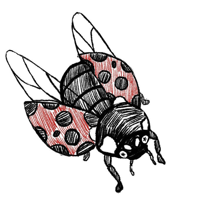 ladybug